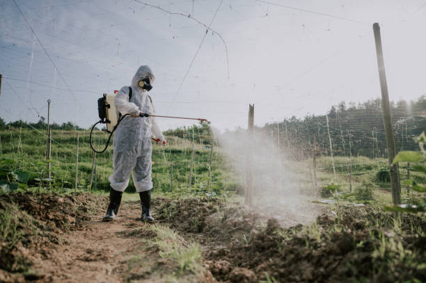 Best Termite Control Services  in Port Hadlock Irondale, WA