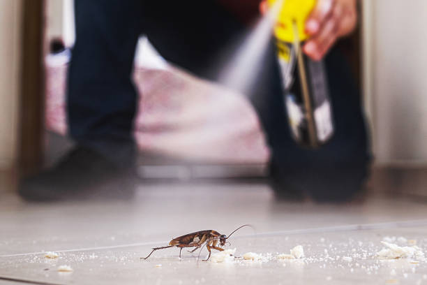 Best Residential Pest Control  in Port Hadlock Irondale, WA